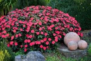 top plantes à fleurs faciles à cultiver et faire pousse pot jardin fleuri