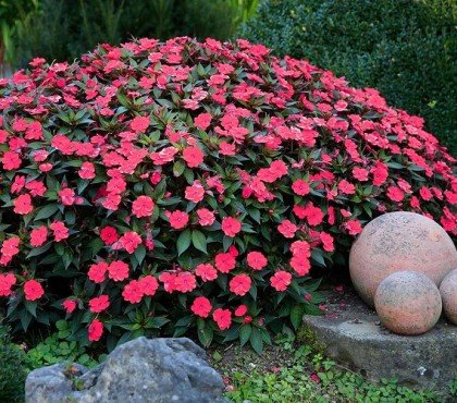 top plantes à fleurs faciles à cultiver et faire pousse pot jardin fleuri