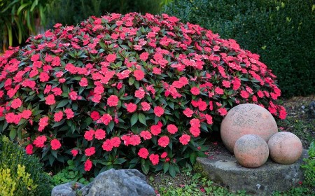 top plantes à fleurs faciles à cultiver et faire pousse pot jardin fleuri
