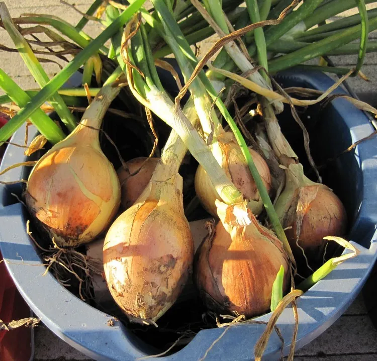 trucs astuces culture récolte stockage oignons blancs rouges jaunes comment arracher retirer enlever sortir oignons de terre au jardin