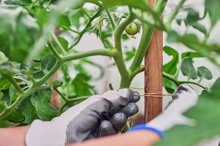 tuteurer les tomates