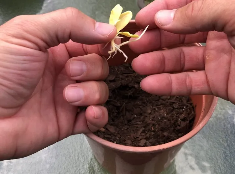Comment semer des graines d'arbres et faire germer noyaux et pépins ?