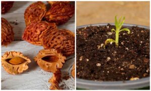 tuto vidéo comment faire pousser un arbre fruitier abricotier pêcher prunier cerisier olivier avocatier à partir d'un noyau astuces stratification germer frutiier