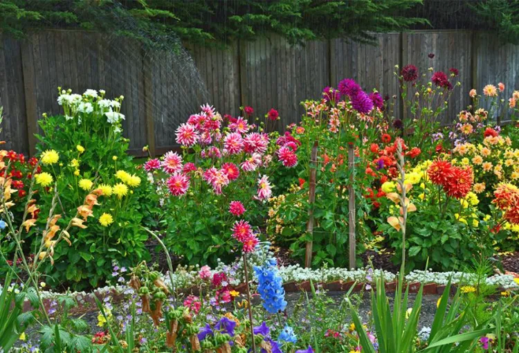 un jardin fleuri avec des dahlias 2023