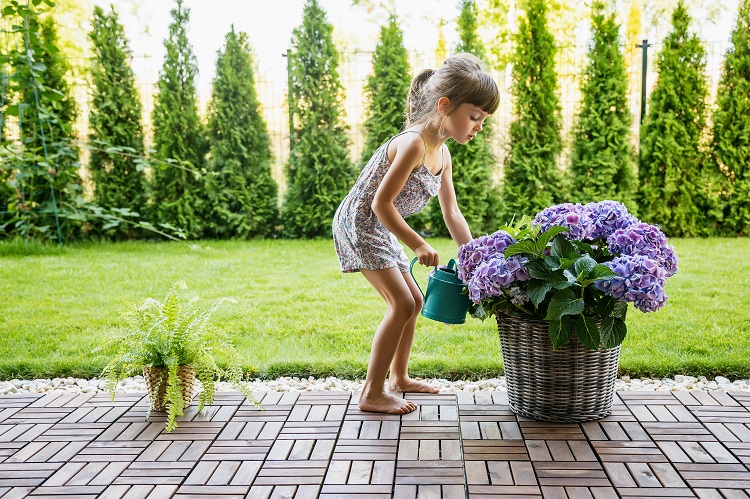 cute little girl 4 5 years old watering hydrangea flowers from a watering can in the garden.