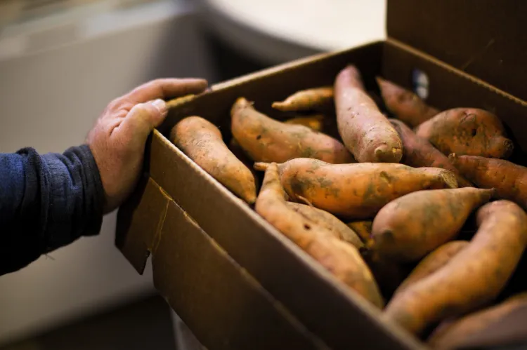 comment conserver les patates douces pour l'hiver
