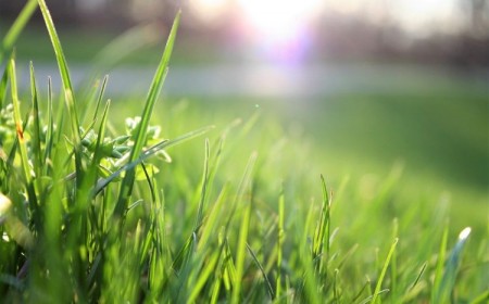 comment decompacter une pelouse gazon niveler sol aerateur jardin