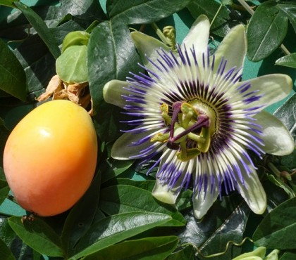 passionsblume, blüte und reife frucht