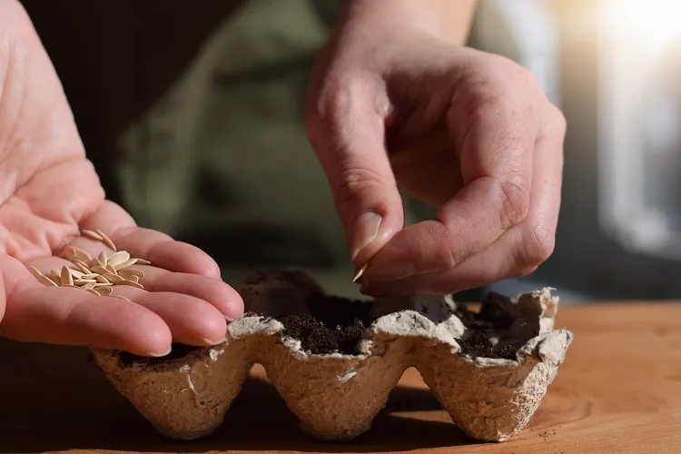 comment faire germer des graines de concombre