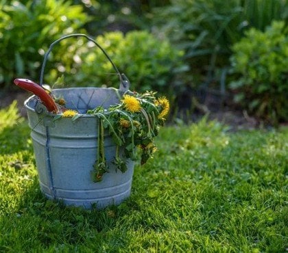 comment faire un désherbant puissant et naturel