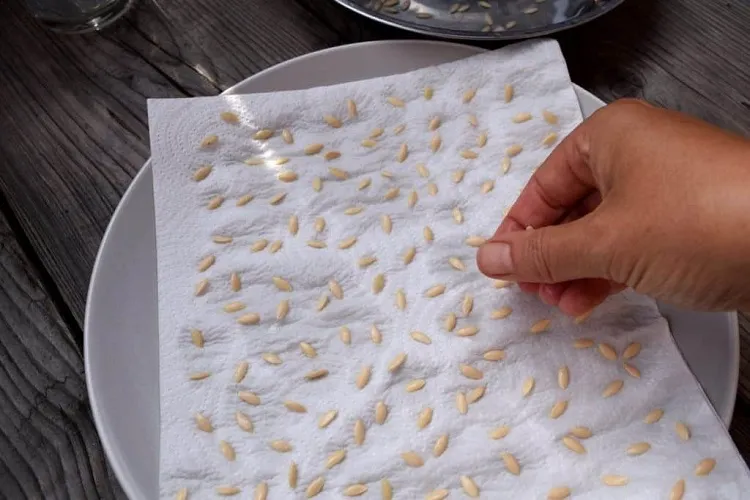 comment récupérer des graines de concombre pour semer