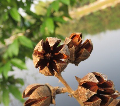 comment récupérer graines des lilas et les semer en pot