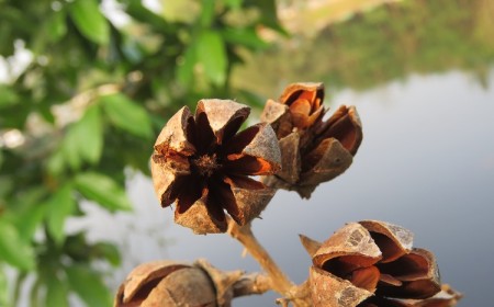 comment récupérer graines des lilas et les semer en pot