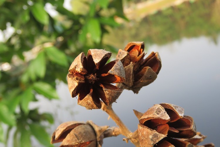 comment récupérer graines des lilas et les semer en pot