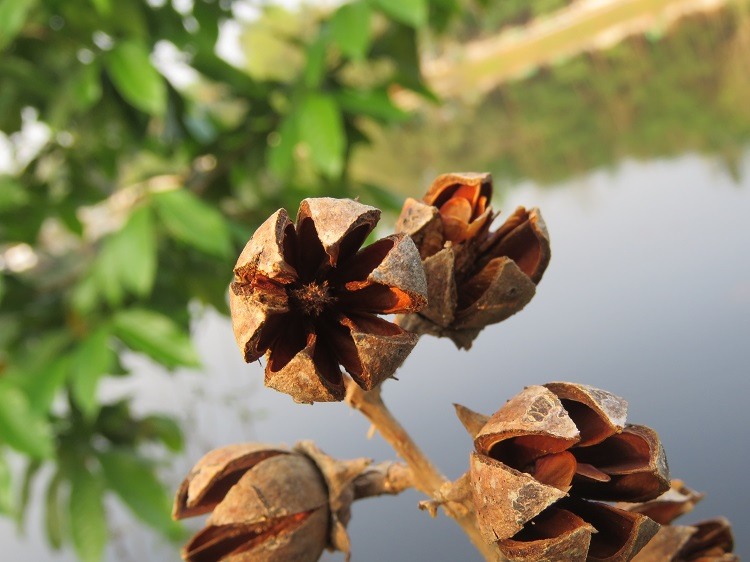 comment récupérer graines des lilas et les semer en pot