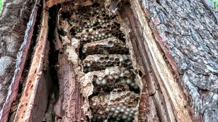 comment trouver un nid de frelons dans un arbre