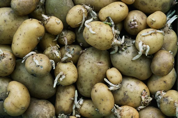comment utiliser des pommes de terre germées manger des pommes de terre germées