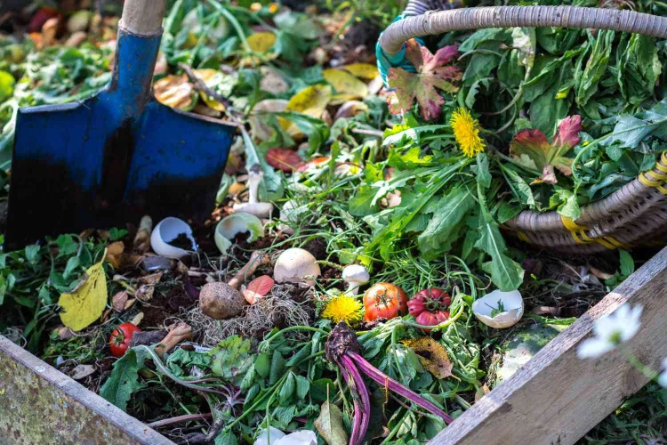 comment utiliser le compost qu'est ce qui pousse dans le compost naturel maison jardin légume plante guide