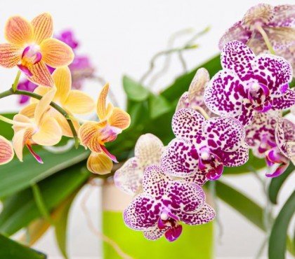 couper les tiges des orchidées astuces erreurs tailler après floraison defleuries fanées jardin
