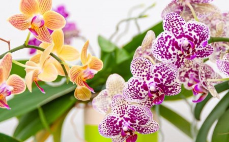 couper les tiges des orchidées astuces erreurs tailler après floraison defleuries fanées jardin