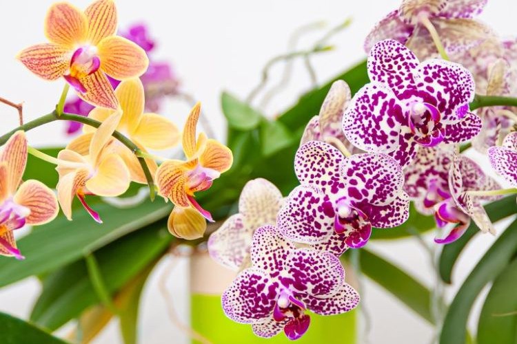 couper les tiges des orchidées astuces erreurs tailler après floraison defleuries fanées jardin