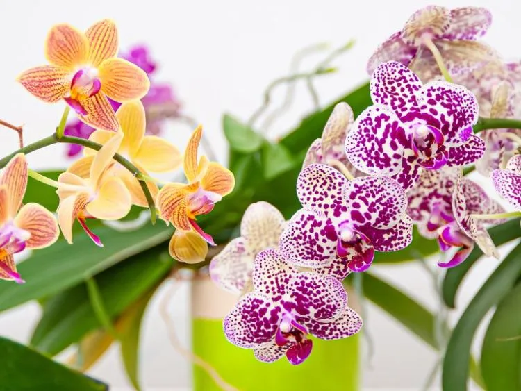 couper les tiges des orchidées astuces erreurs tailler après floraison defleuries fanées jardin