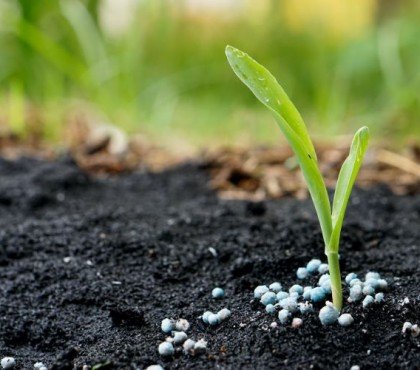 engrais verts pour le potager fertilisation naturelle automne printemps légumes carré trefle sarassin avoine