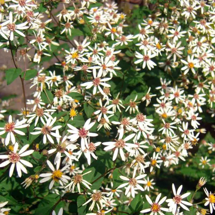 l'aster à rameaux étalés (eurybia divaricata) fleurs blanches couvre sol