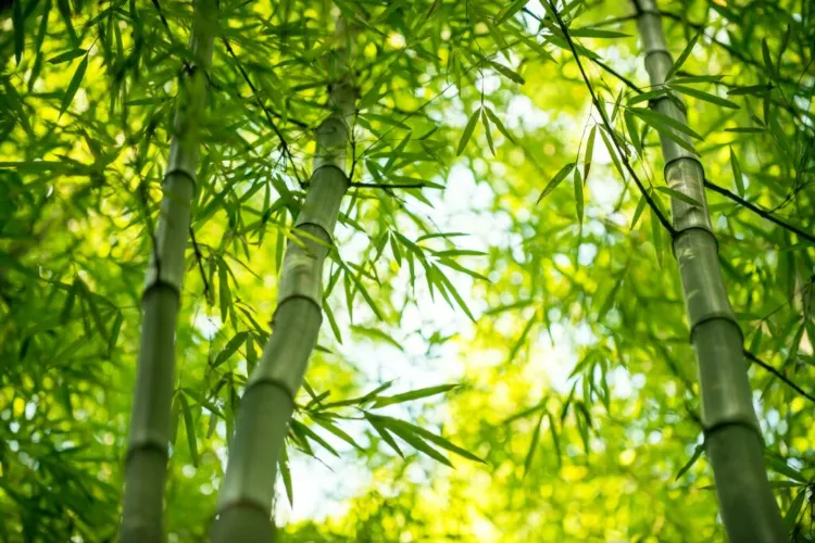 le bambou quelle plante pour couper le vent protection pot arbuste brise feuilles