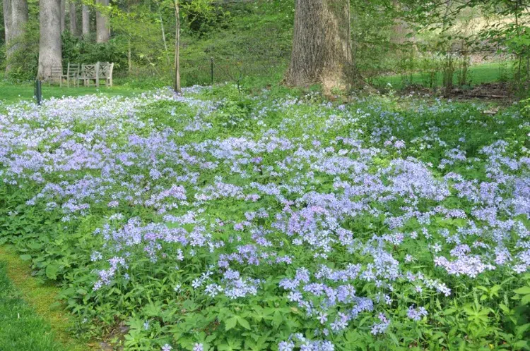 le phlox du canada, phlox divaricata fleur couvre sol au pied des arbres
