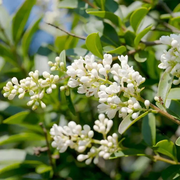 le troène commun quelle plante pour couper le vent protection pot arbuste brise feuilles