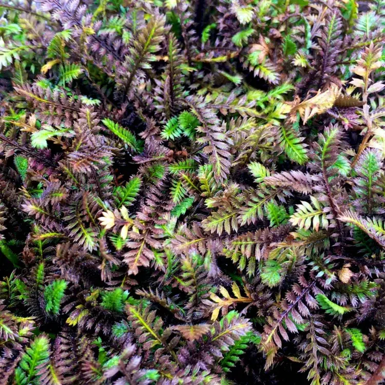 leptinella squalida 'platt's black' plante verte couvre sol résistant rustique