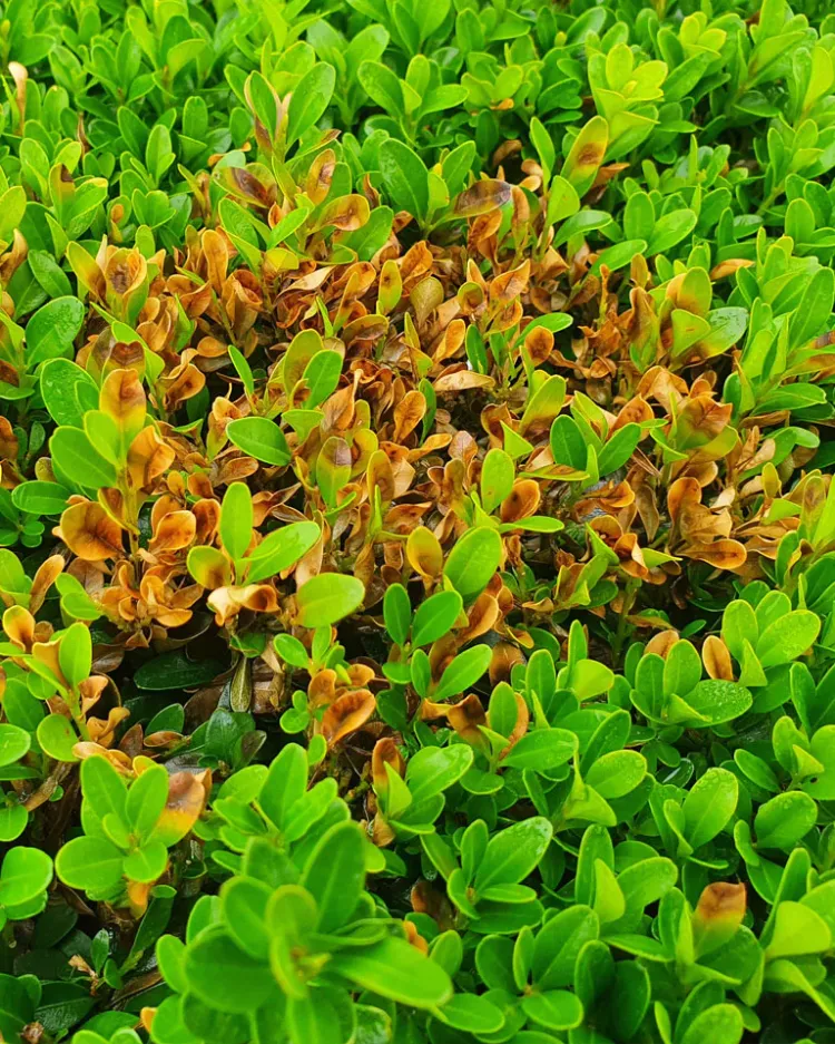 maladie fongique volutella buxi pourquoi feuilles du buis sechent raisons solutions jaunissent caracteristiques maladies champignons
