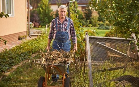 senior man being busy disposing of dry garden weeds