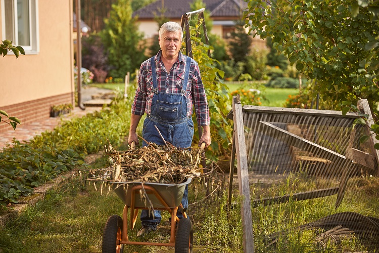 senior man being busy disposing of dry garden weeds