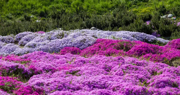 phlox rampant (phlox subulata) fleur couvre sol couleur rose blanc violet jardin soleil ombré