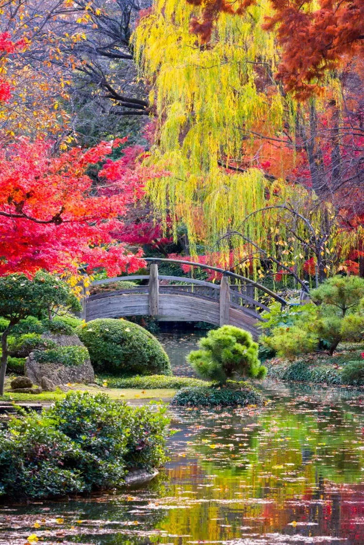 plantes adaptées au jardin japonais comment faire un jardin japonais conseils paradis zen exterieur miniature pierres