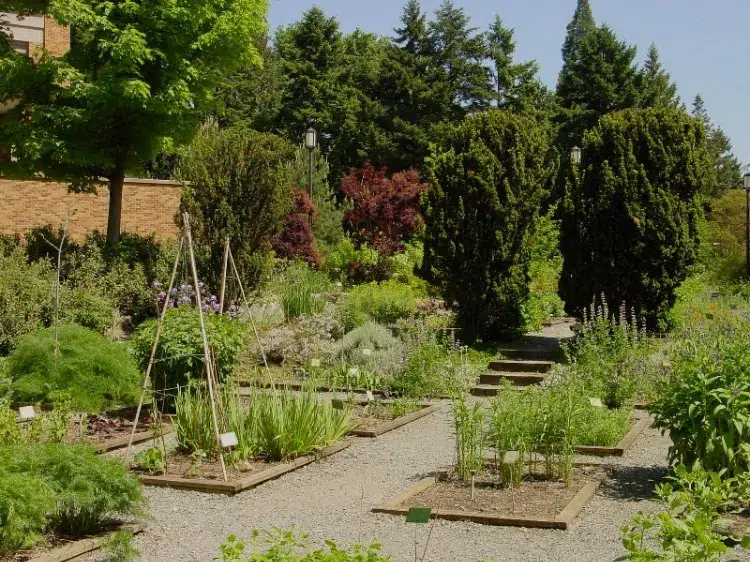 plantes médicinales comment faire un jardin de cure sec plantes légumes lavande géranium hortensia arbres fruitiers allée idées pierres buis