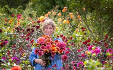 plantes vivaces d'automne pour le jardin