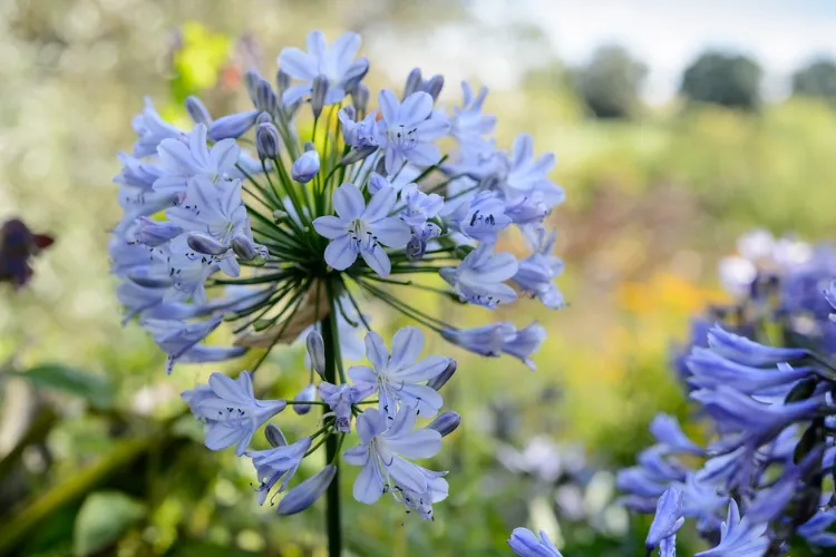 prolonger la floraison des agapanthes conseils arrosage fleur plante entretenir en pot sol engrais astuces jardinage gèle violet bleu
