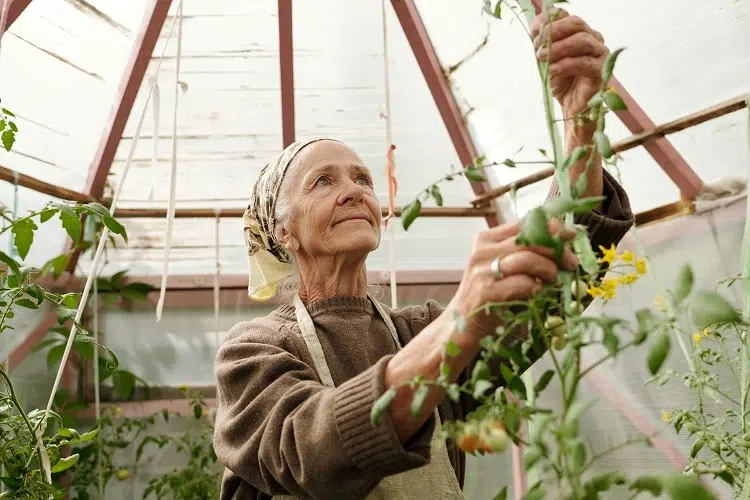 quand fin de saison des tomates