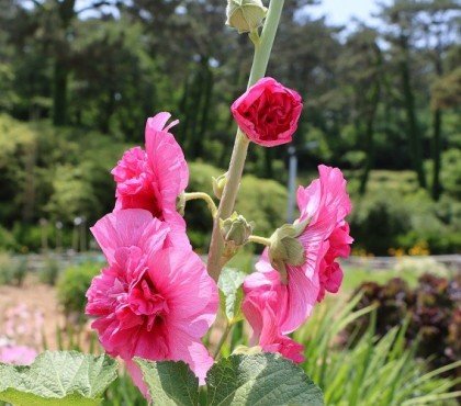 quand semer les graines de roses trémières