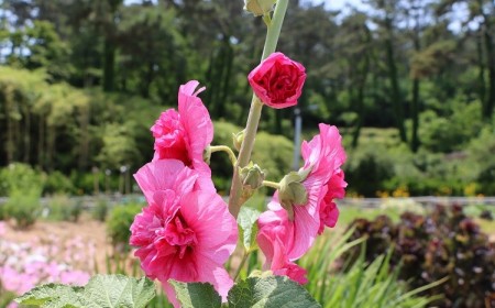 quand semer les graines de roses trémières