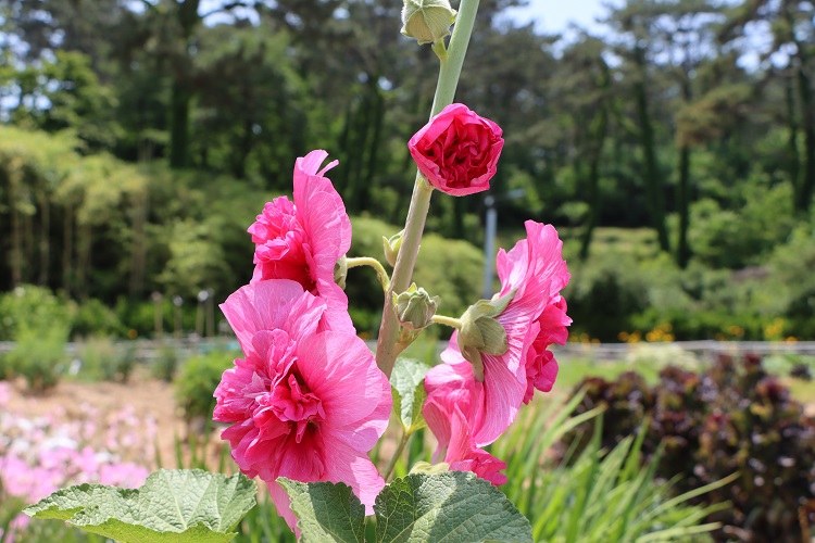 quand semer les graines de roses trémières