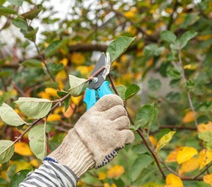 quand tailler les arbres fruitiers