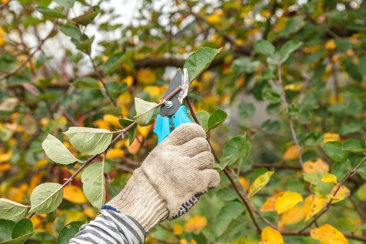 quand tailler les arbres fruitiers