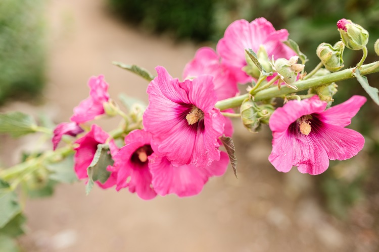 quelle hormone de bouturage utiliser pour bouturage des racines de roses tremieres