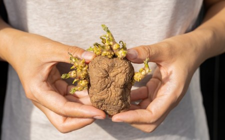 quelle taille doivent avoir les germes de pomme de terre avant de les planter en pleine terre
