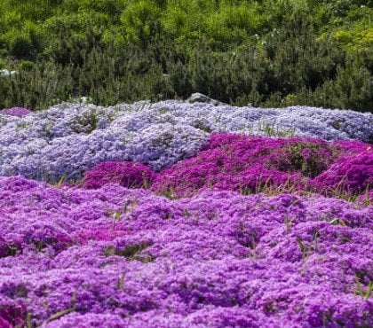 purple creeping phlox, on the flowerbed. the ground cover is used in landscaping when creating alpine slides and rockeries