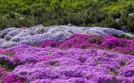 purple creeping phlox, on the flowerbed. the ground cover is used in landscaping when creating alpine slides and rockeries